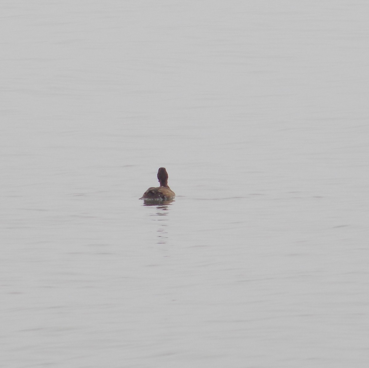 Greater Scaup - Victor Gamez