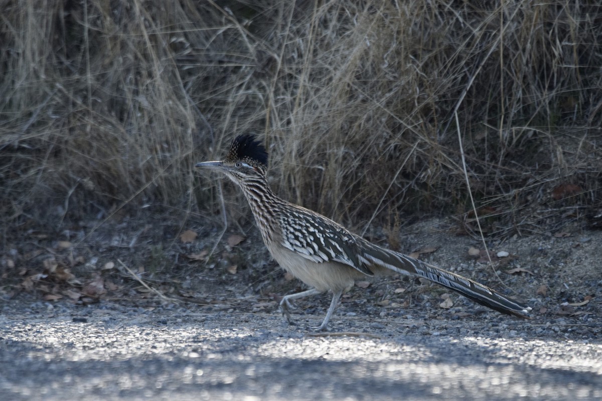 Greater Roadrunner - Carolyn Harris