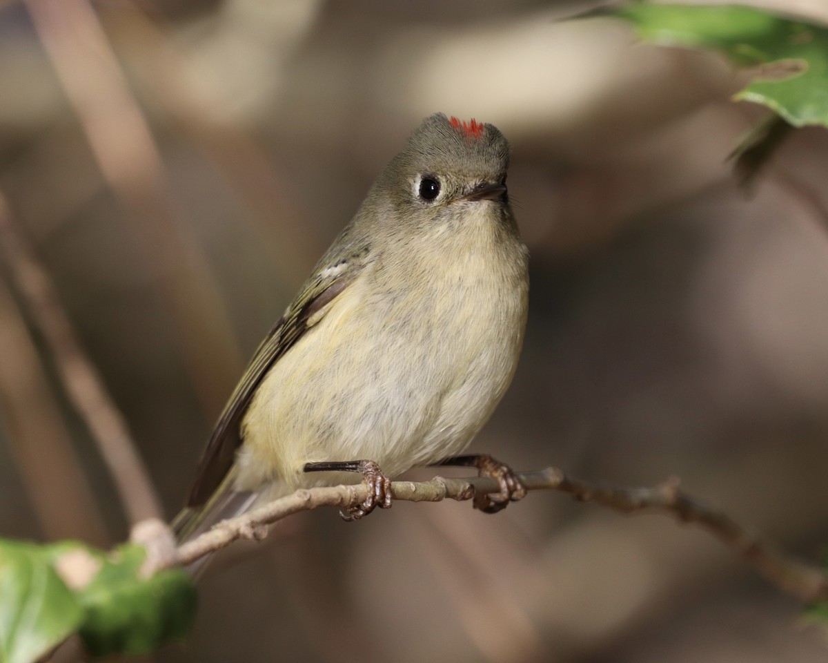 Ruby-crowned Kinglet - ML284697731