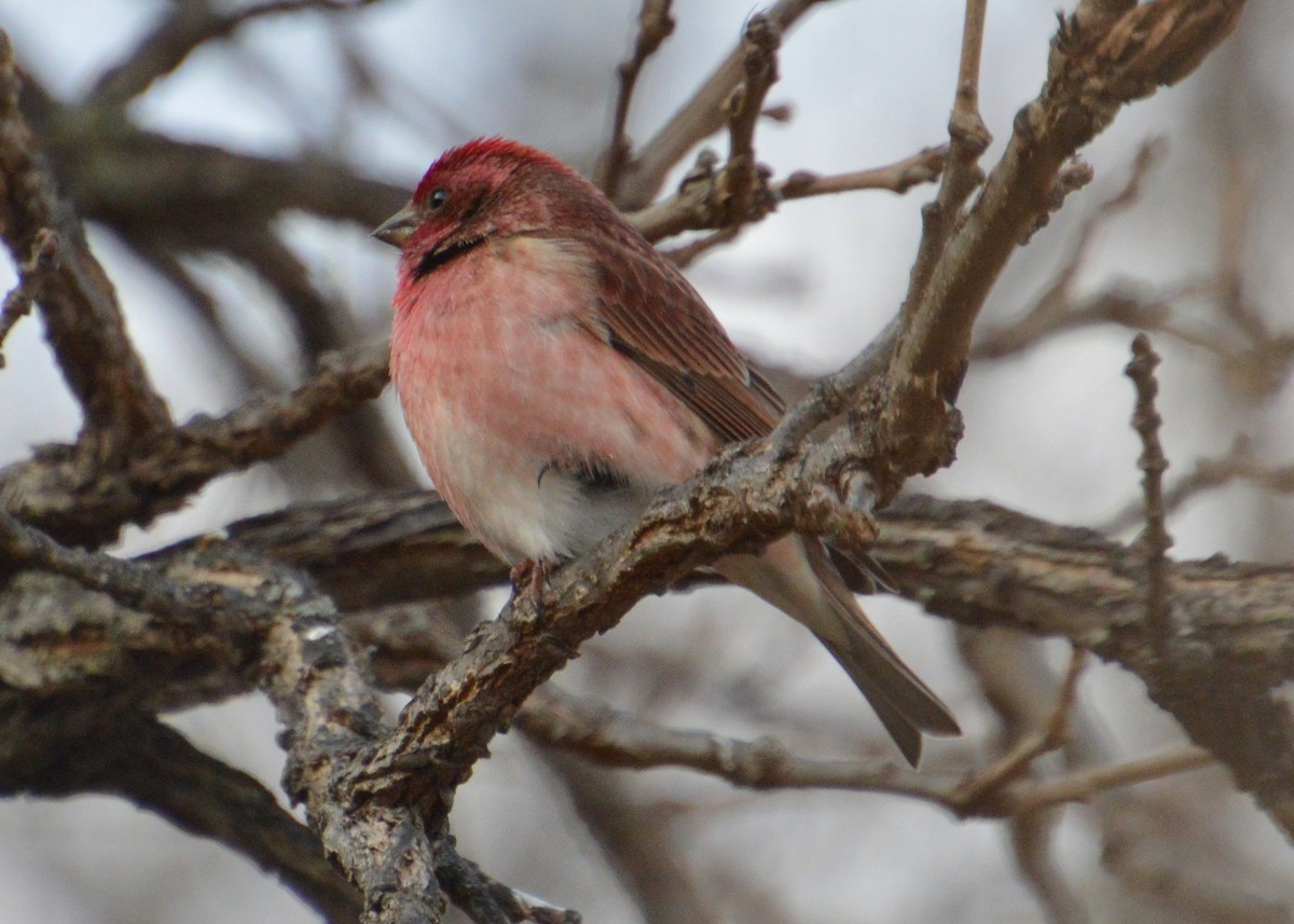 Purple Finch - ML284698761