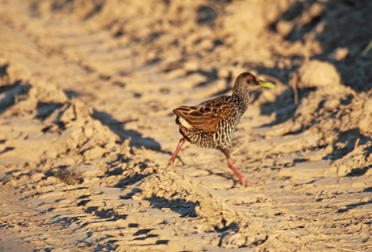 Spotted Rail - Mark Linardi