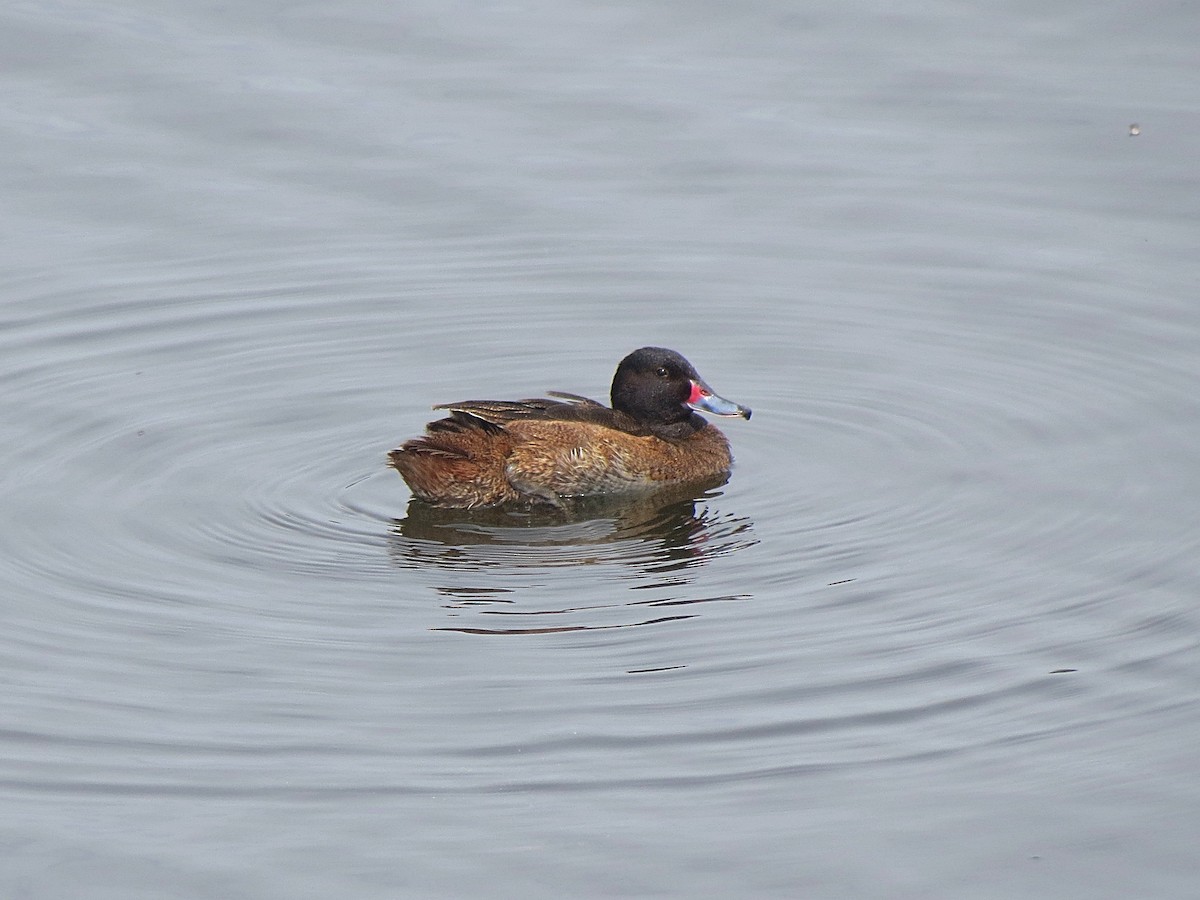 Black-headed Duck - Gabriel Martin Celedon