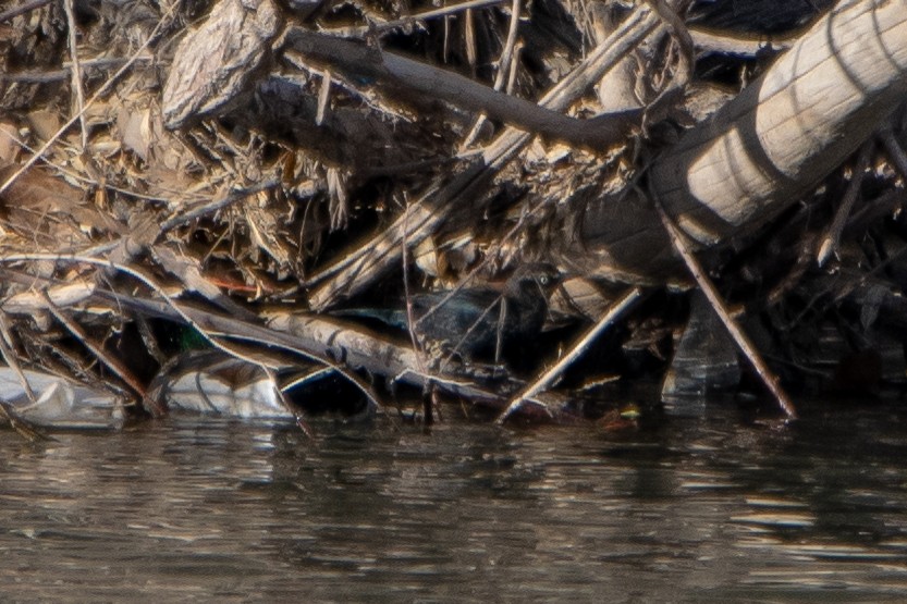 Rusty Blackbird - ML284702431