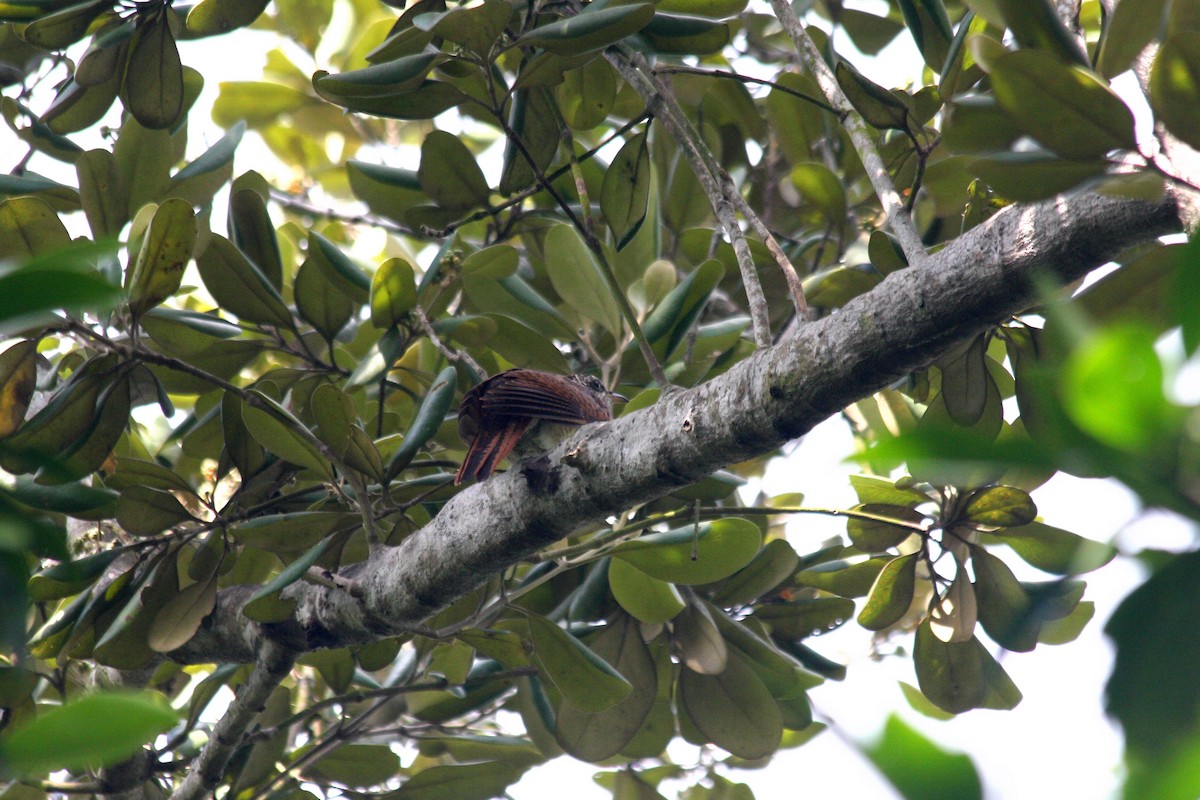 Banded Bay Cuckoo - ML284702691