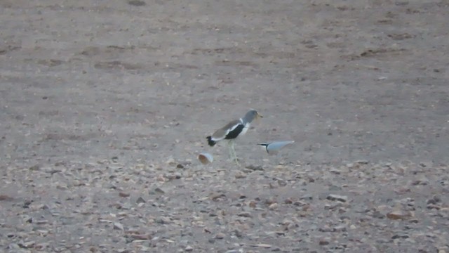 Egyptian Plover - ML284703211