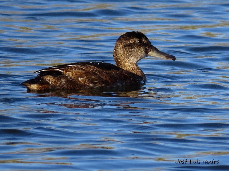 Black-headed Duck - ML284706141