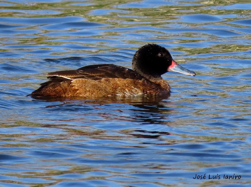 Black-headed Duck - ML284706161