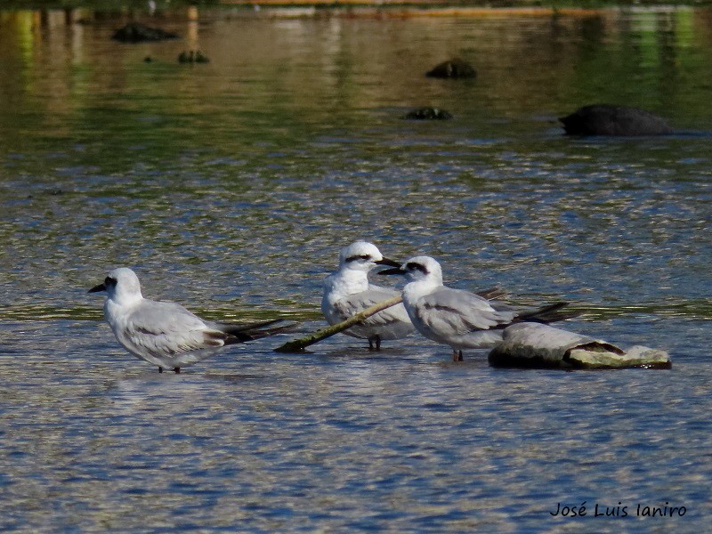 Snowy-crowned Tern - José Luis Ianiro