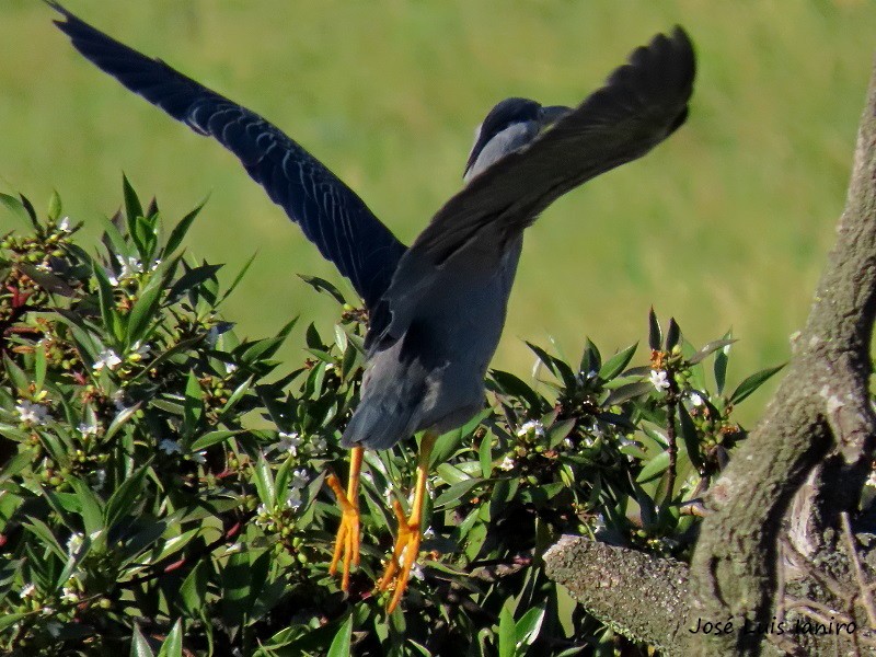 Striated Heron - ML284707191