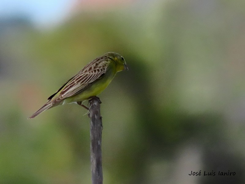 Grassland Yellow-Finch - José Luis Ianiro