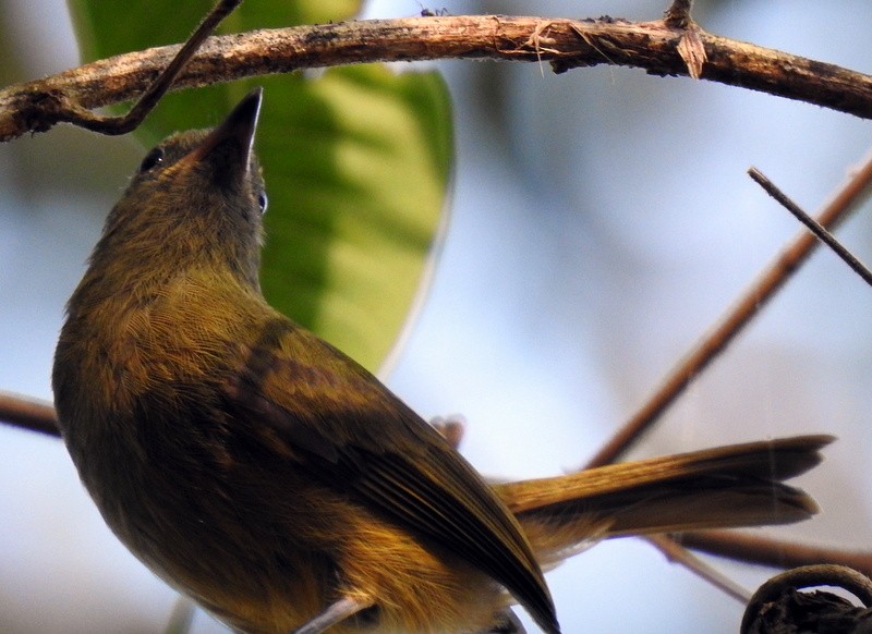 Ochre-bellied Flycatcher - ML284708661