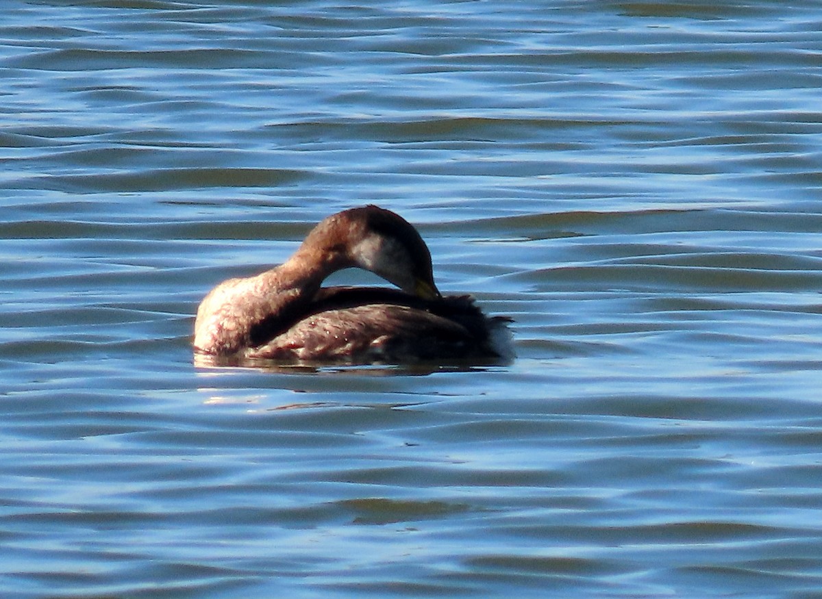 Red-necked Grebe - ML284709191