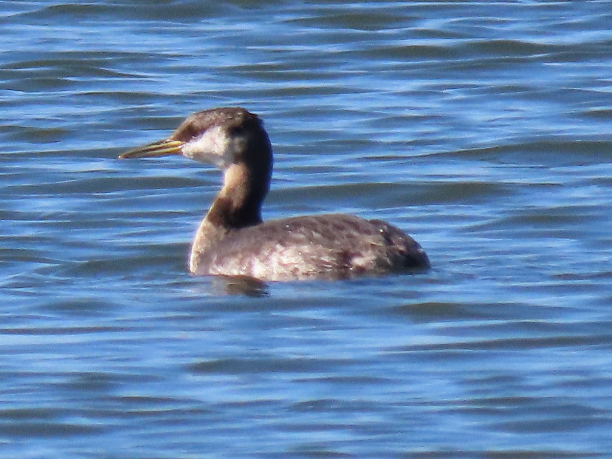 Red-necked Grebe - ML284709221