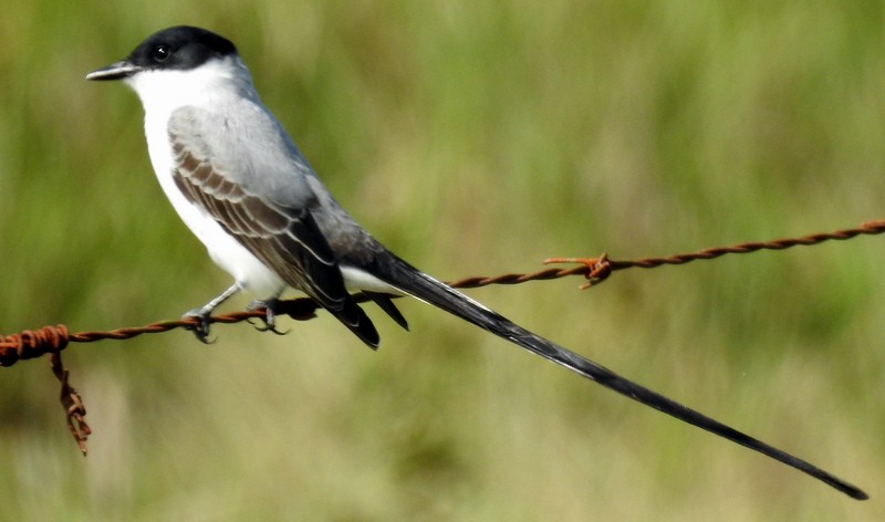 Fork-tailed Flycatcher - ML284709471