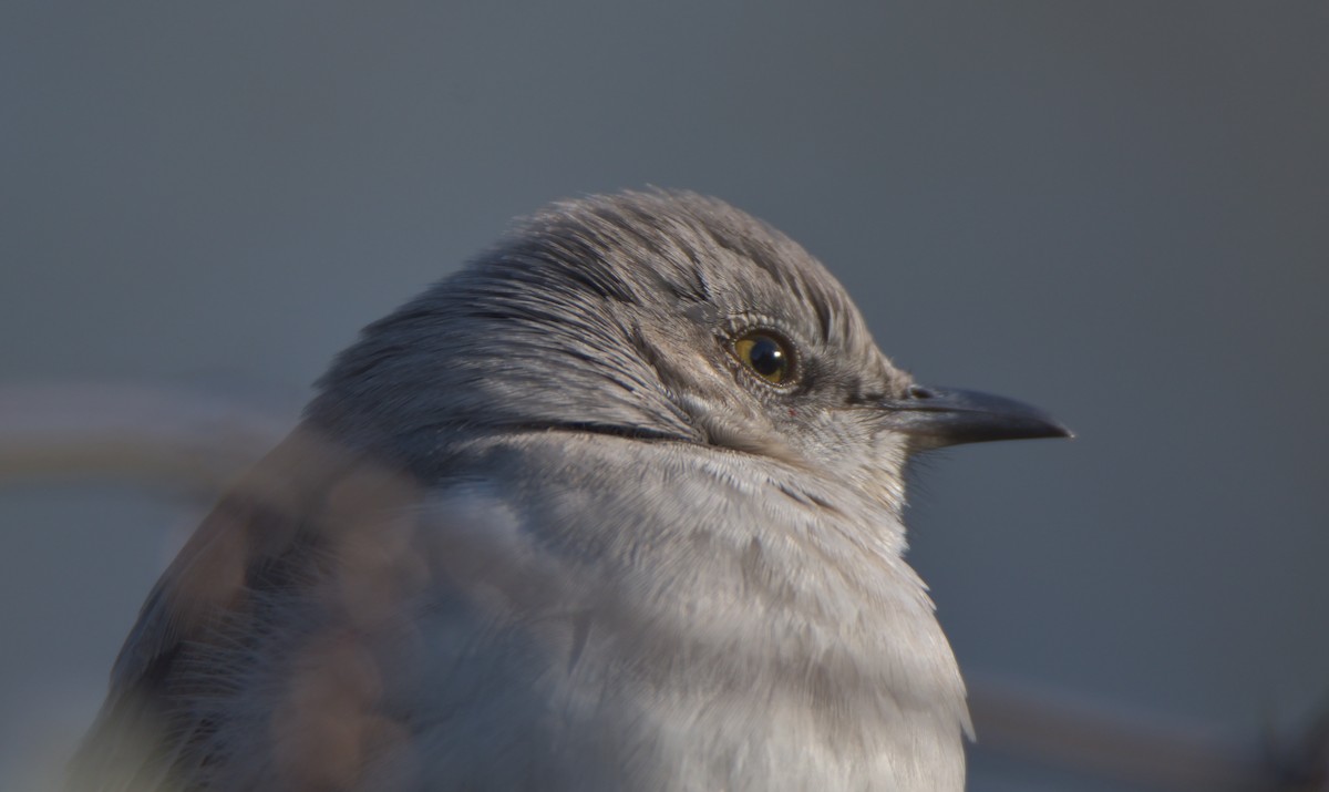 Northern Mockingbird - ML284709531