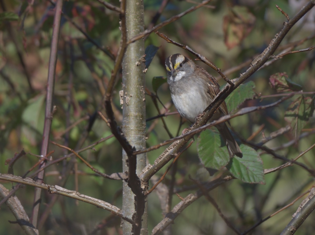 White-throated Sparrow - ML284709621