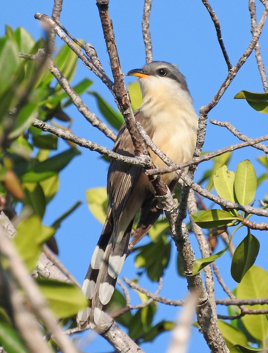 Mangrove Cuckoo - Tresa Moulton