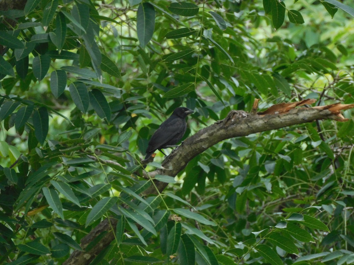 Bronzed Cowbird - ML284710701