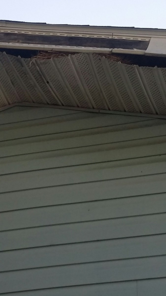 European Starling - ML28471181