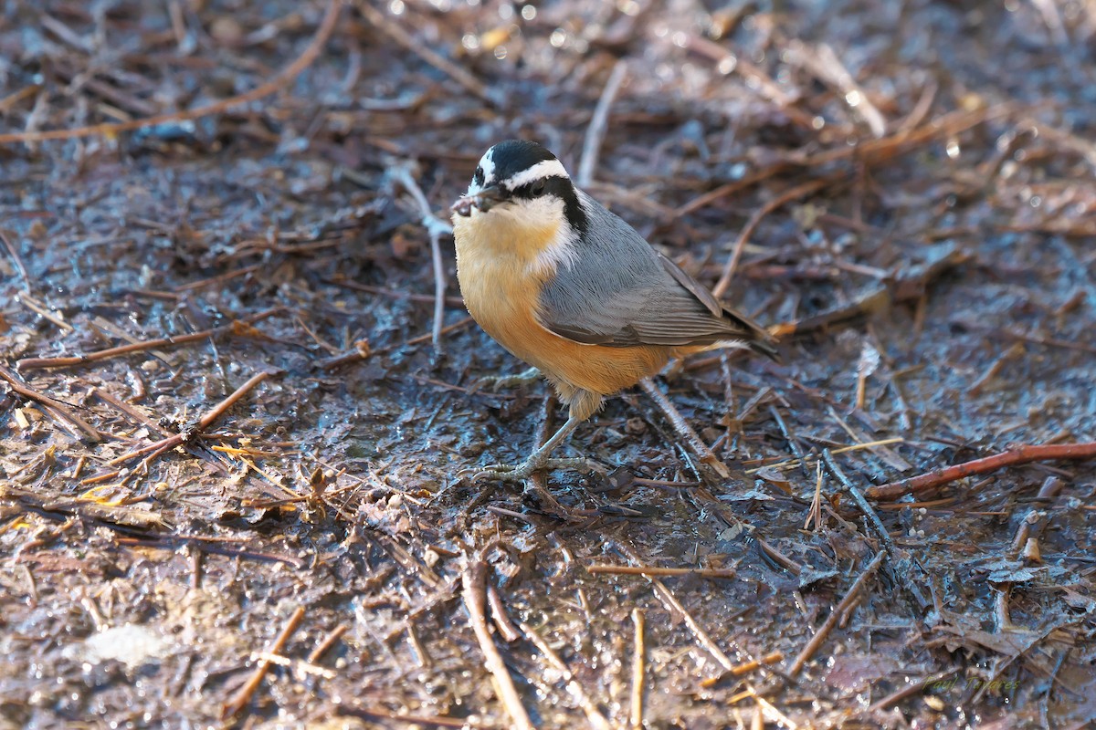 Red-breasted Nuthatch - ML284711921