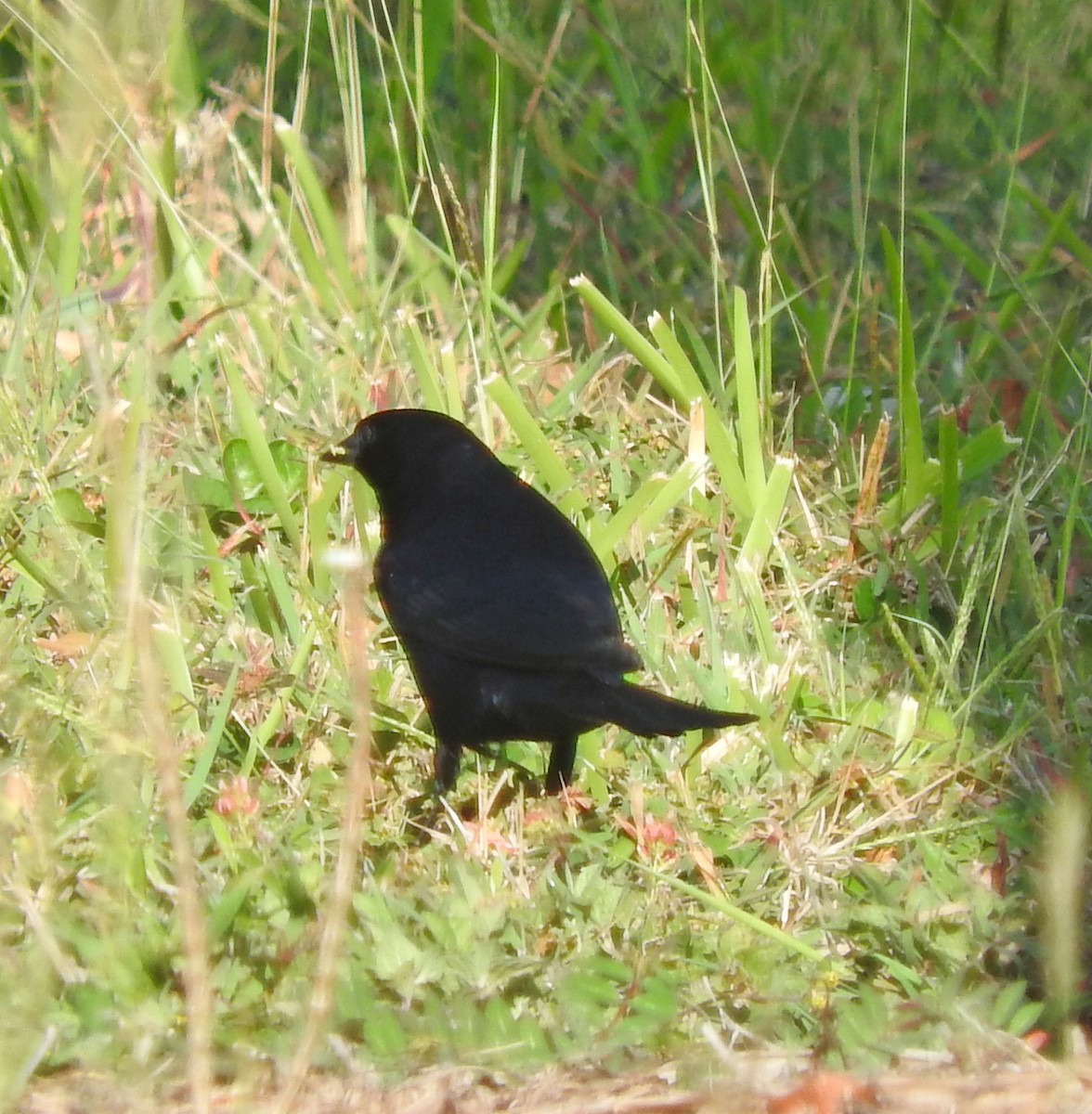 Shiny Cowbird - ML28471391