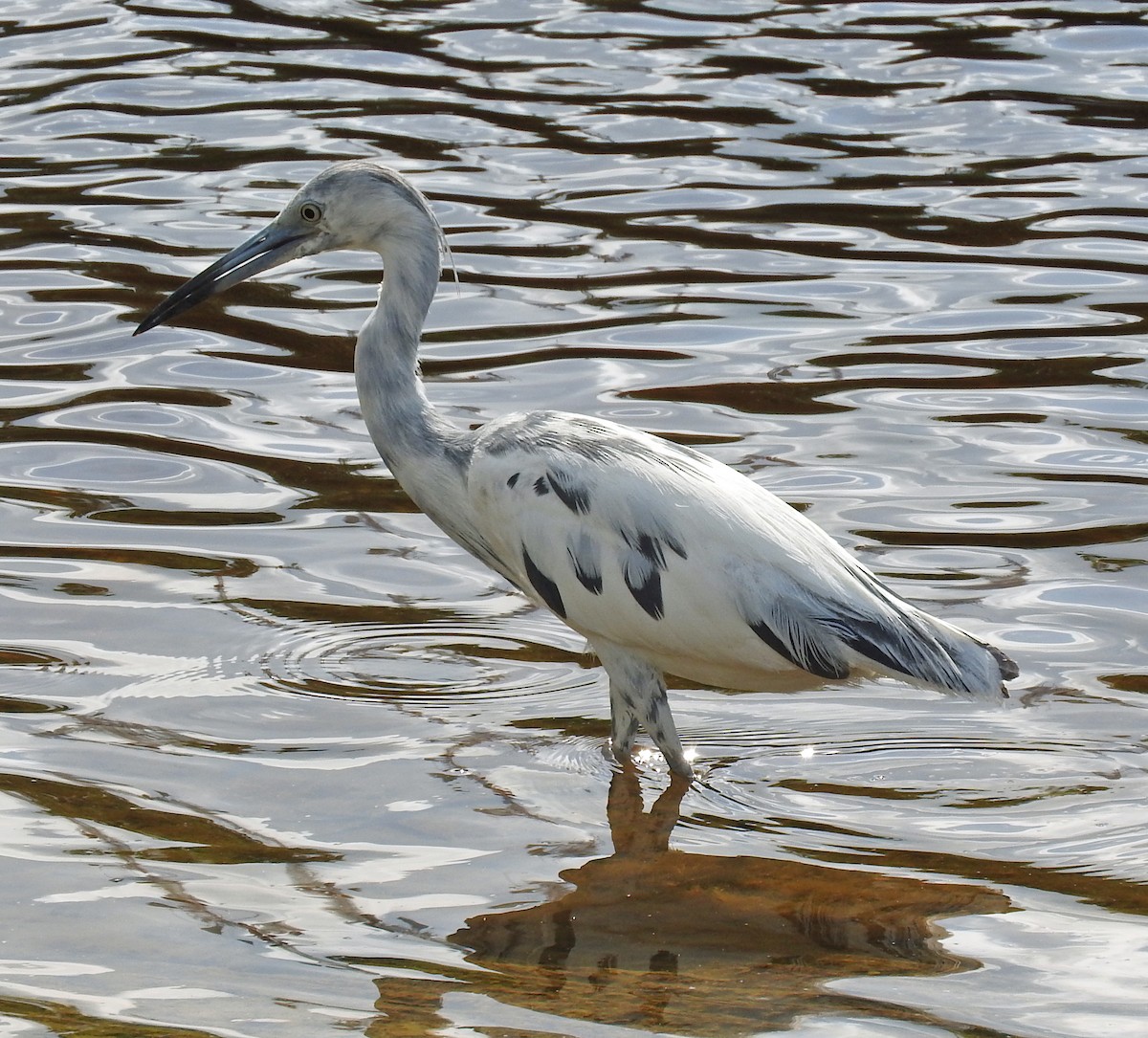 Little Blue Heron - ML28471541