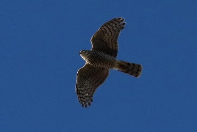 Eurasian Sparrowhawk - ML284717441