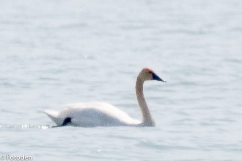 Trumpeter Swan - ML28471771