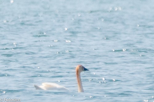 Trumpeter Swan - ML28471861