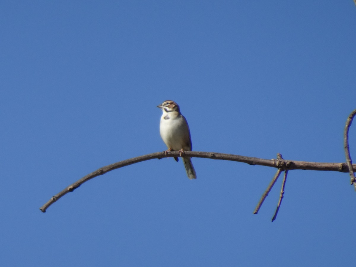 Lark Sparrow - ML284718691