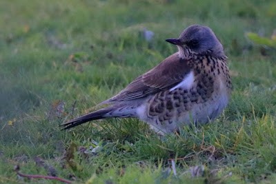 Fieldfare - Kris Webb