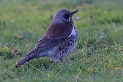 Fieldfare - Kris Webb