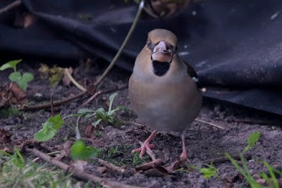 Hawfinch - ML284719731