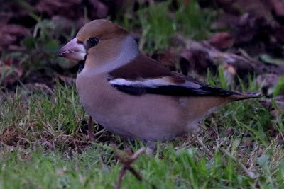 Hawfinch - ML284719741