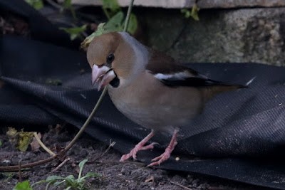 Hawfinch - ML284719751