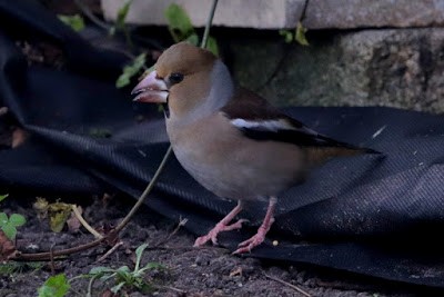 Hawfinch - ML284719771