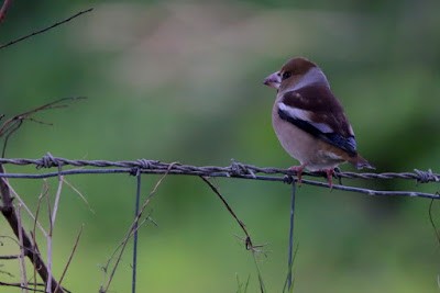 Hawfinch - ML284719901