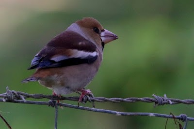 Hawfinch - ML284719911