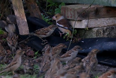 Hawfinch - ML284719921