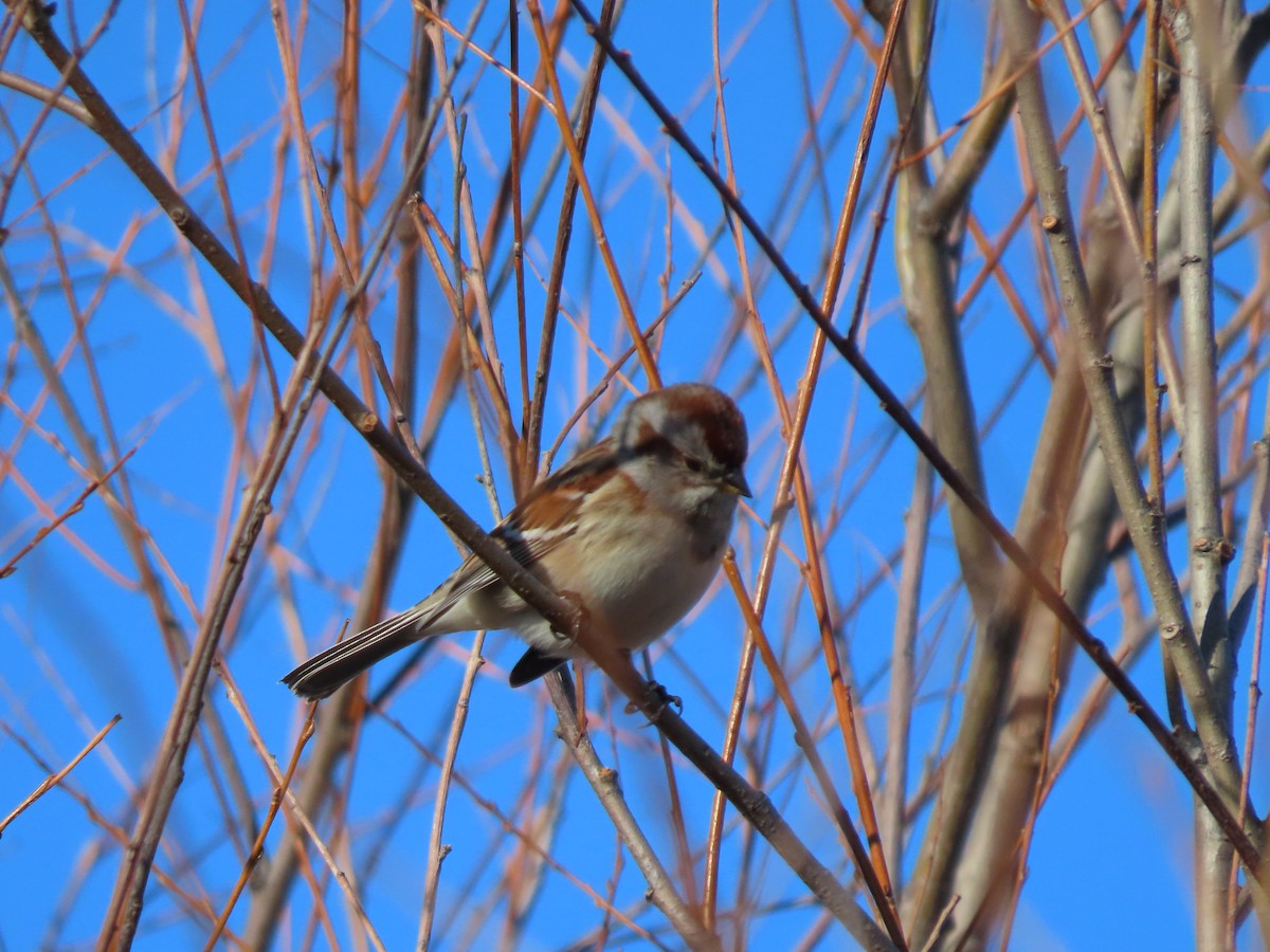 American Tree Sparrow - Emily-Kate Hunter