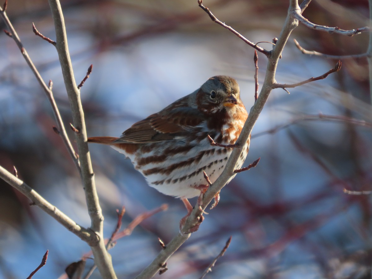 Fox Sparrow - ML284723221