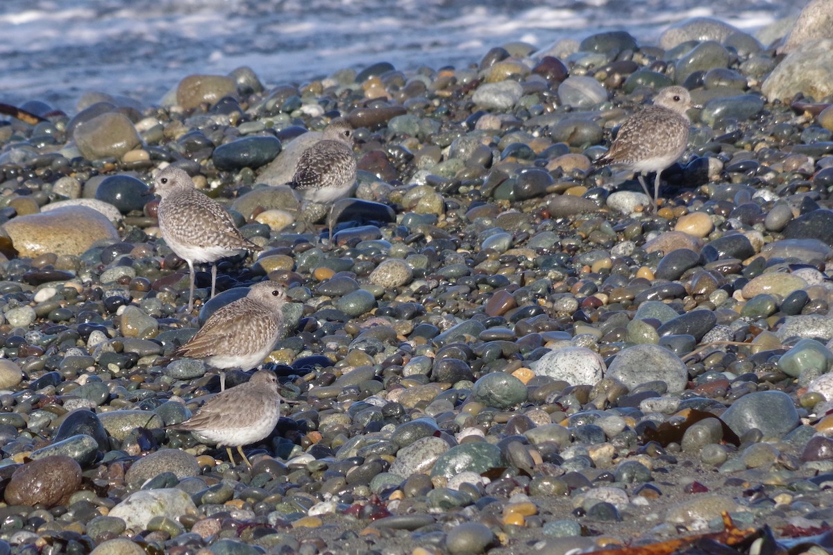 Red Knot - ML284723261