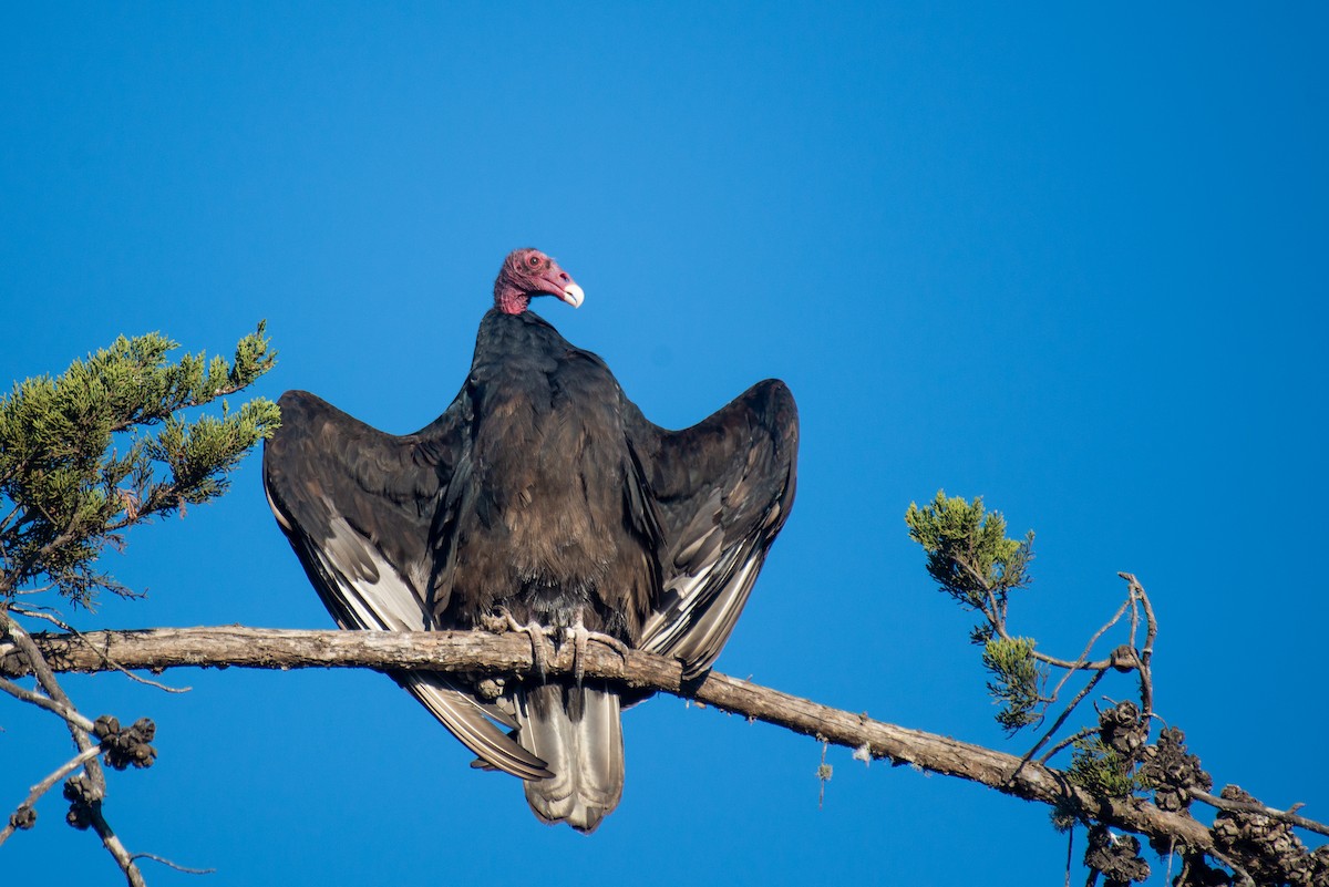 Turkey Vulture - ML284725031