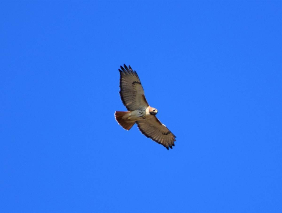 Red-tailed Hawk (borealis) - ML284725111