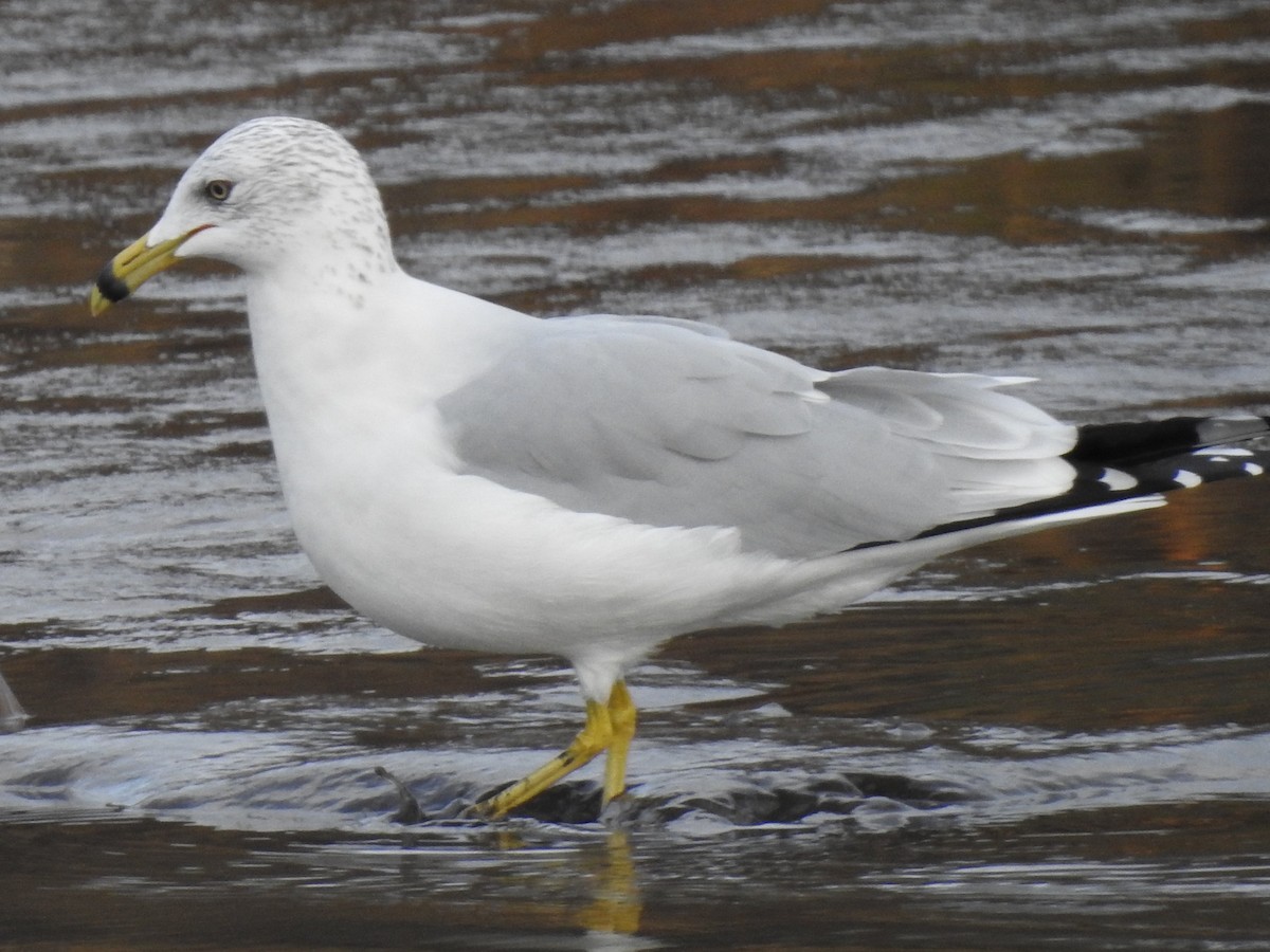 Ring-billed Gull - Subodh Ghonge