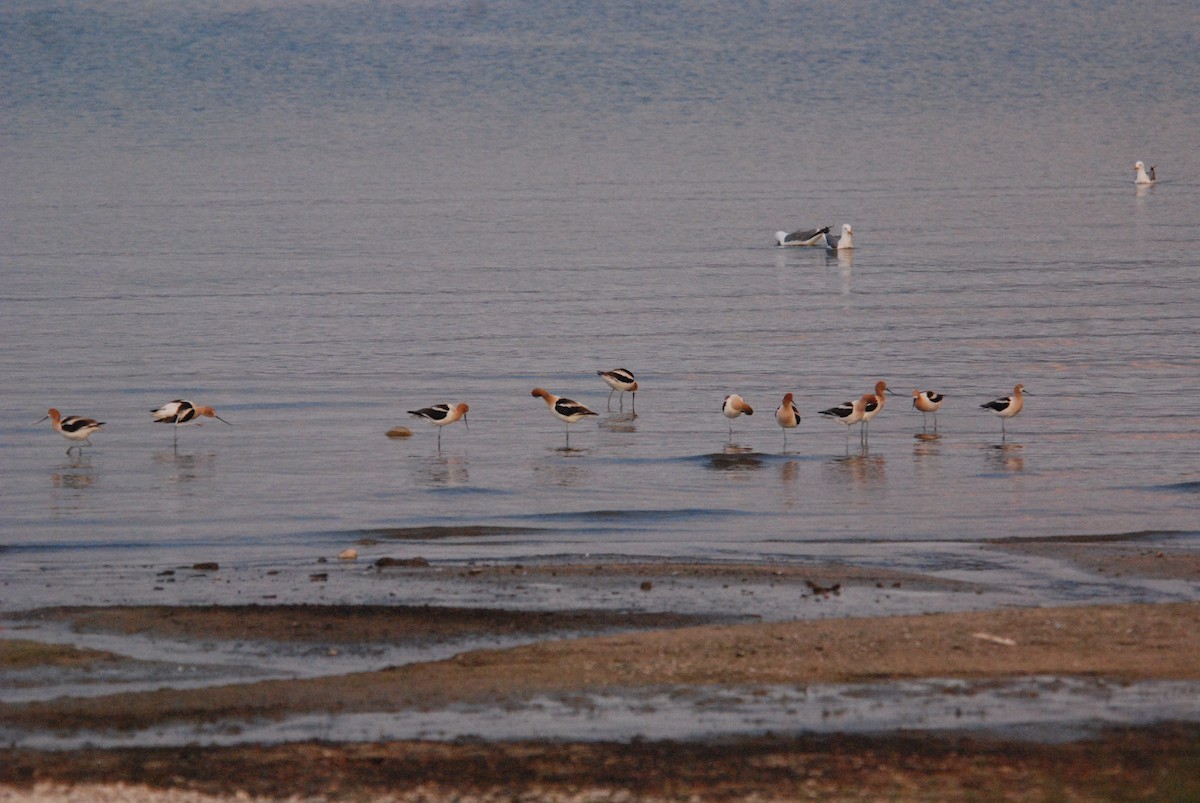 Avocette d'Amérique - ML284726371