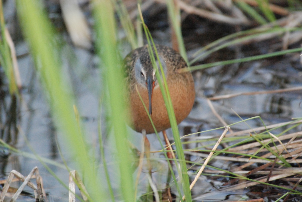 Virginia Rail - ML284726451