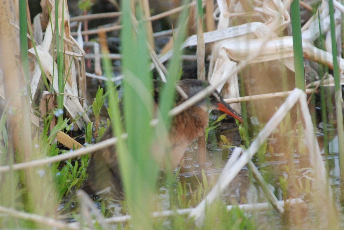 Virginia Rail - ML284726581