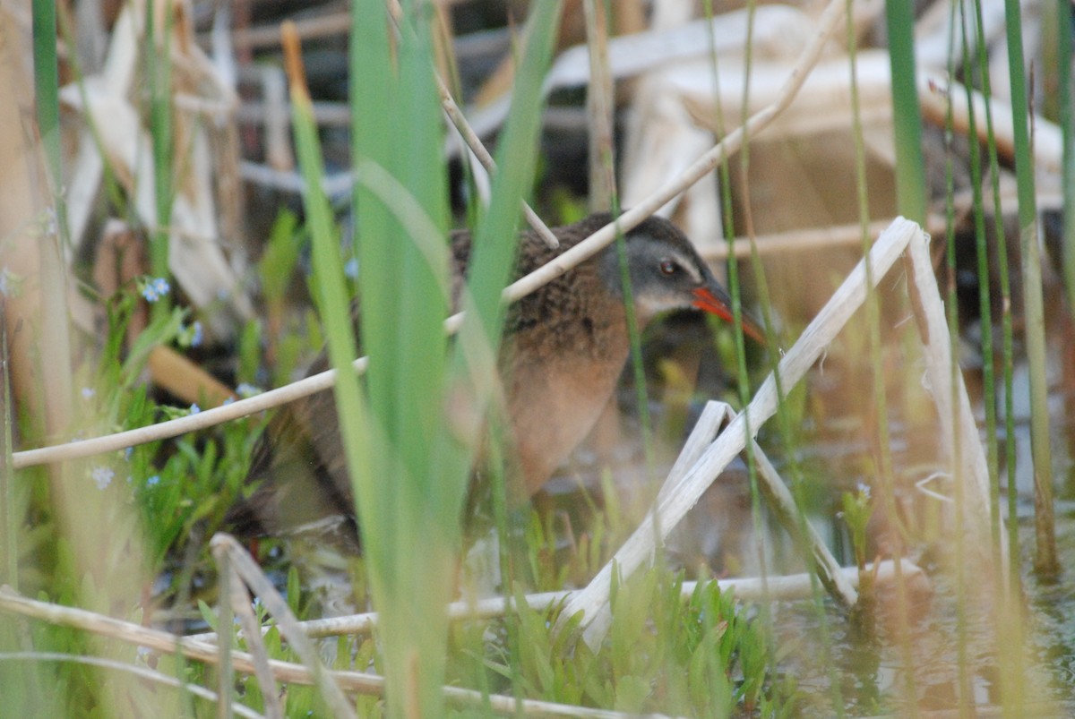 Virginia Rail - ML284726591