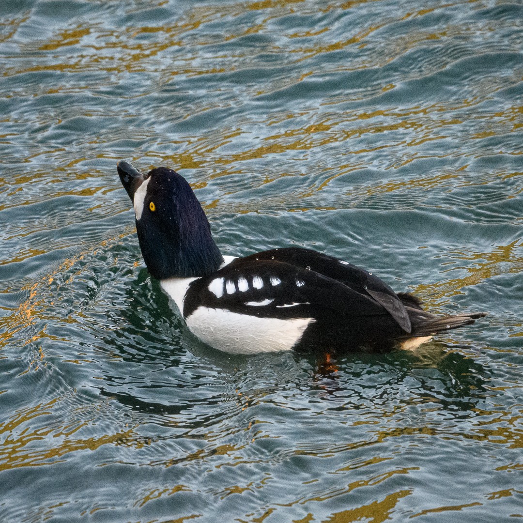 Barrow's Goldeneye - ML284726641